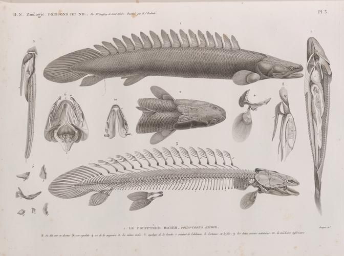 虎斑恐龍魚放生后如何存活？，“虎斑恐龍魚放生后如何存活，虎斑恐龍魚放生后如何存活