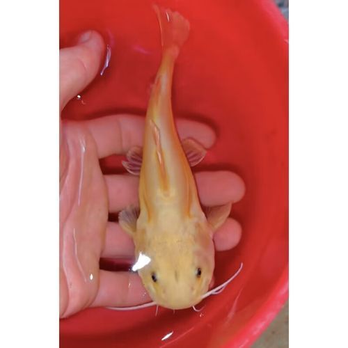 黃金貓魚如何飼養(yǎng)？，黃金貓魚的飼養(yǎng)原則