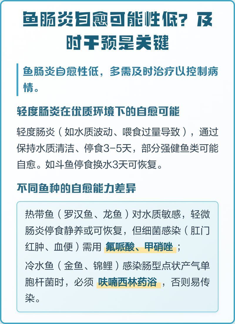 龍魚腸炎多久能好，如何判斷龍魚腸炎是否好轉(zhuǎn)？