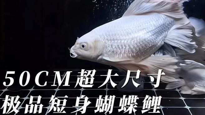 50厘米一條的魚有哪些品種，50厘米長的魚有哪些品種