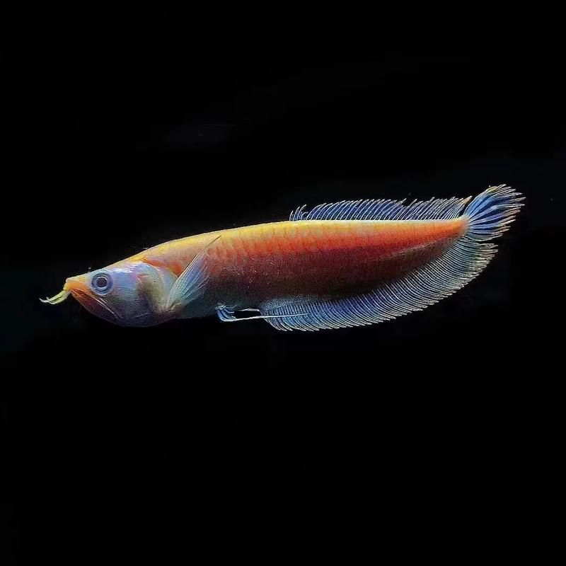 黃化銀龍魚和普通銀龍的區(qū)別，黃化銀龍魚和普通銀龍魚哪個(gè)更貴？