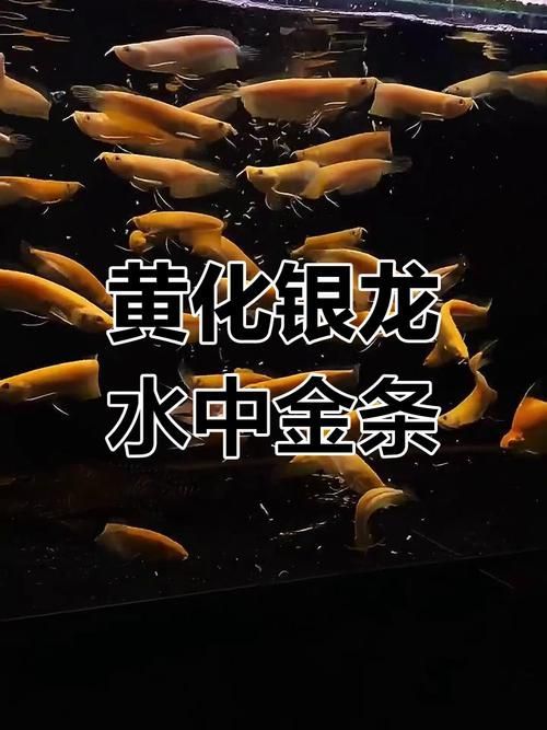 黃化銀龍魚和普通銀龍的區(qū)別，黃化銀龍魚和普通銀龍魚哪個(gè)更貴？