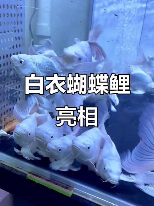 如何挑選優(yōu)質(zhì)的蝴蝶鯉？，優(yōu)質(zhì)蝴蝶鯉如何挑選優(yōu)質(zhì)的蝴蝶鯉，如何挑選優(yōu)質(zhì)的蝴蝶鯉