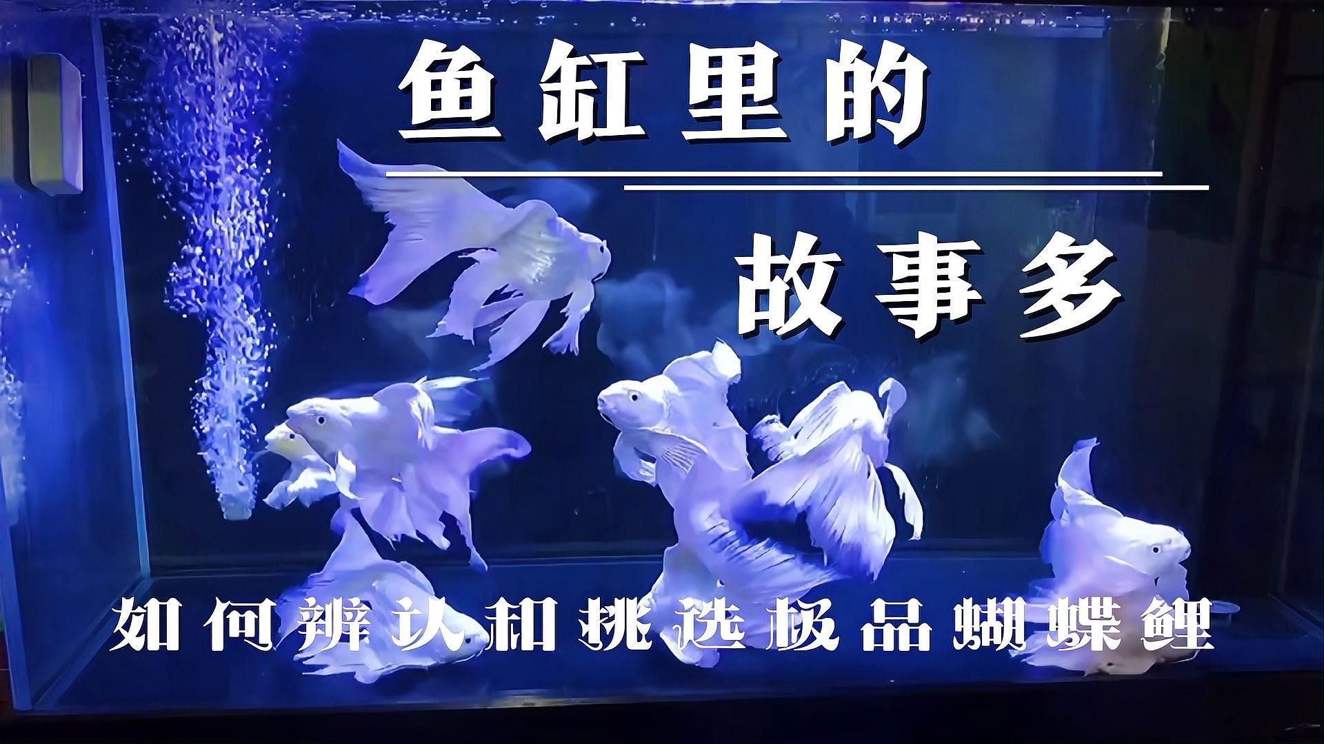 如何挑選優(yōu)質(zhì)的蝴蝶鯉？，優(yōu)質(zhì)蝴蝶鯉如何挑選優(yōu)質(zhì)的蝴蝶鯉，如何挑選優(yōu)質(zhì)的蝴蝶鯉