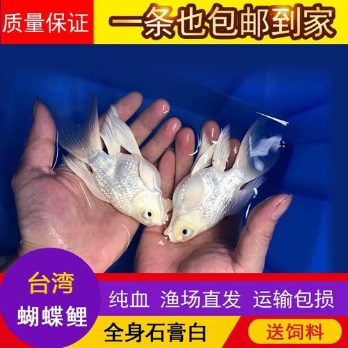 如何挑選優(yōu)質(zhì)的蝴蝶鯉？，優(yōu)質(zhì)蝴蝶鯉如何挑選優(yōu)質(zhì)的蝴蝶鯉，如何挑選優(yōu)質(zhì)的蝴蝶鯉