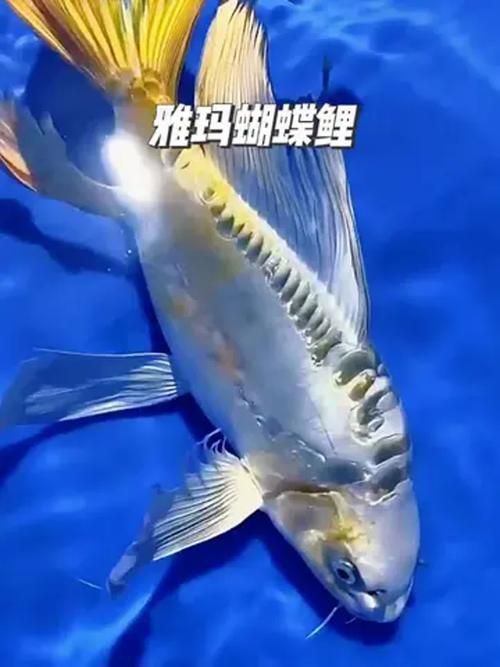 如何挑選優質的蝴蝶鯉？，優質蝴蝶鯉如何挑選優質的蝴蝶鯉，如何挑選優質的蝴蝶鯉