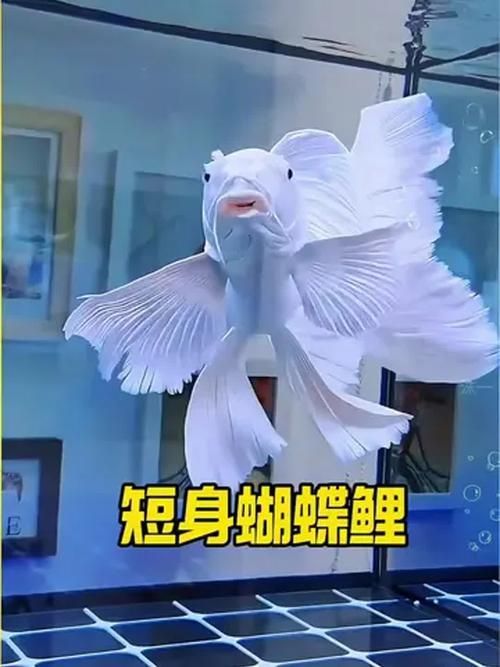 如何挑選優(yōu)質(zhì)的蝴蝶鯉？，優(yōu)質(zhì)蝴蝶鯉如何挑選優(yōu)質(zhì)的蝴蝶鯉，如何挑選優(yōu)質(zhì)的蝴蝶鯉