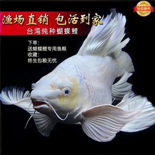 如何挑選優(yōu)質(zhì)的蝴蝶鯉？，優(yōu)質(zhì)蝴蝶鯉如何挑選優(yōu)質(zhì)的蝴蝶鯉，如何挑選優(yōu)質(zhì)的蝴蝶鯉