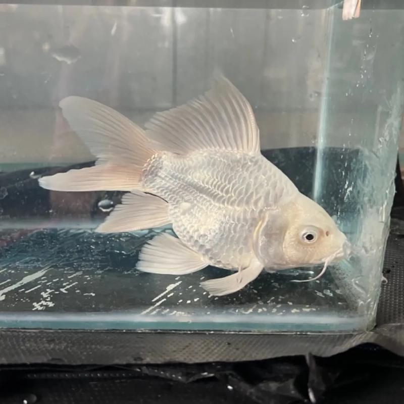 如何挑選優(yōu)質(zhì)的蝴蝶鯉？，優(yōu)質(zhì)蝴蝶鯉如何挑選優(yōu)質(zhì)的蝴蝶鯉，如何挑選優(yōu)質(zhì)的蝴蝶鯉