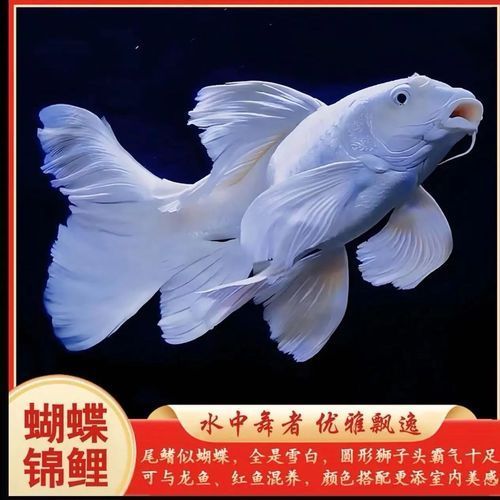 如何挑選優(yōu)質(zhì)的蝴蝶鯉？，優(yōu)質(zhì)蝴蝶鯉如何挑選優(yōu)質(zhì)的蝴蝶鯉，如何挑選優(yōu)質(zhì)的蝴蝶鯉