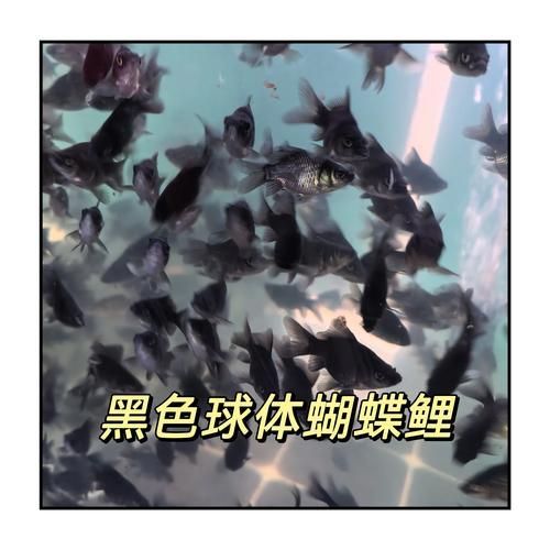 如何挑選優(yōu)質(zhì)的蝴蝶鯉？，優(yōu)質(zhì)蝴蝶鯉如何挑選優(yōu)質(zhì)的蝴蝶鯉，如何挑選優(yōu)質(zhì)的蝴蝶鯉