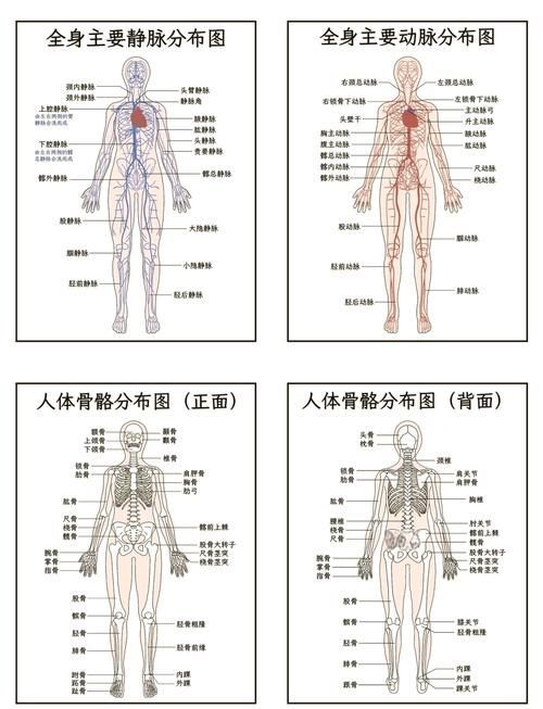 能否提供一張更詳細的示意圖，古龍過背金龍魚的最佳喂食時間