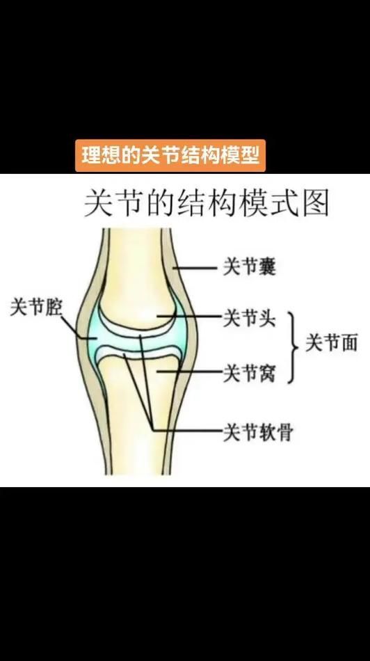 能否提供一張更詳細的示意圖，古龍過背金龍魚的最佳喂食時間