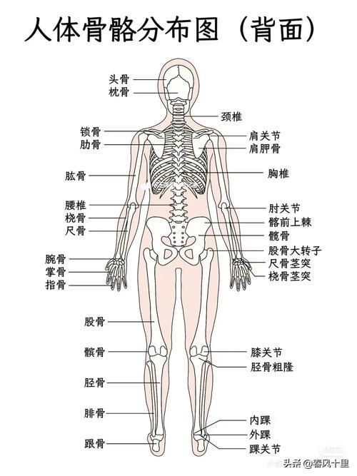 能否提供一張更詳細的示意圖，古龍過背金龍魚的最佳喂食時間