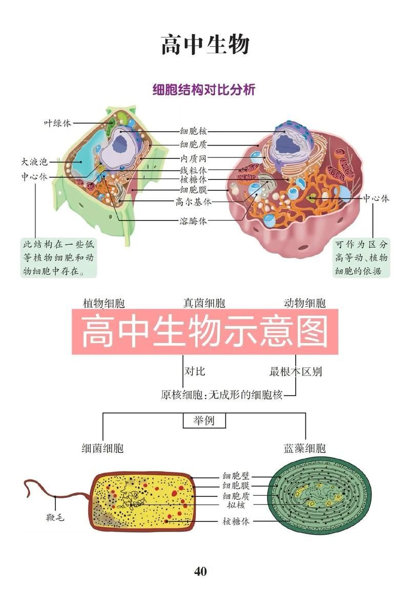 能否提供一張更詳細的示意圖，古龍過背金龍魚的最佳喂食時間