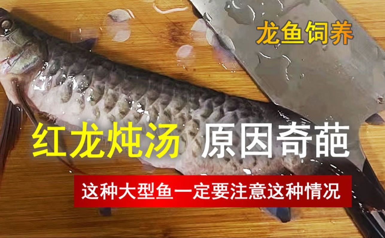 龍魚撞缸受傷能自愈嗎，龍魚撞缸受傷后能自愈嗎龍魚撞缸受傷后能自愈嗎