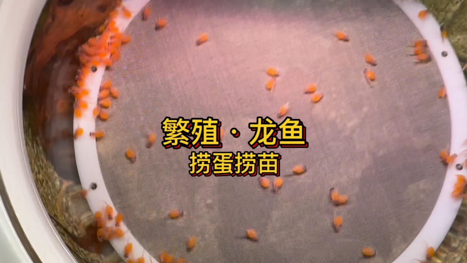 哪里可以找到龍魚繁殖技術視頻？，龍魚的繁殖技術視頻
