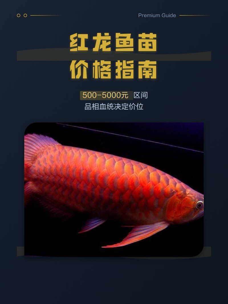 泗水龍魚的市場價格走勢，泗水龍魚市場價格走勢詳解