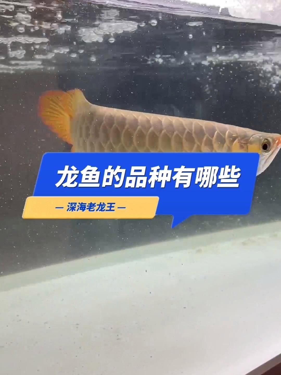 如何區分吳川龍魚的品種，吳川魚的品種你都知道嗎