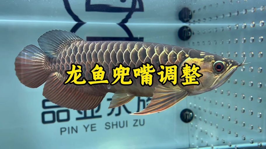 能否提供新加坡龍魚的圖片對比，如何區(qū)分新加坡金龍和紅龍？