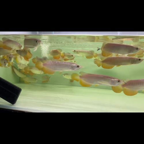 能否提供新加坡龍魚的圖片對比，如何區(qū)分新加坡金龍和紅龍？