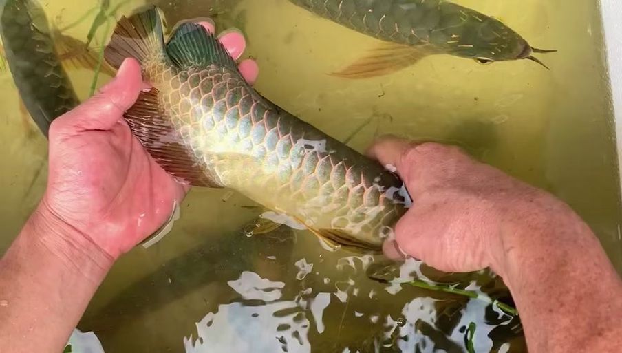 能否提供新加坡龍魚的圖片對比，如何區(qū)分新加坡金龍和紅龍？