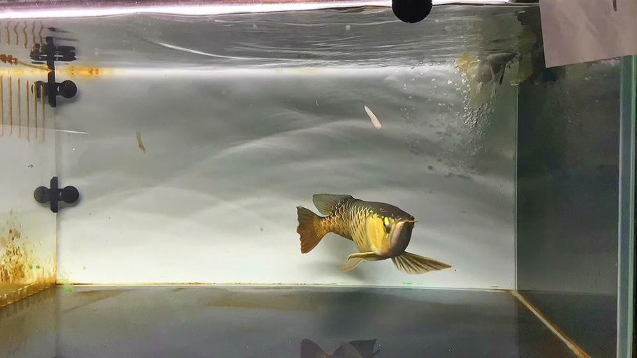 能否提供新加坡龍魚的圖片對比，如何區(qū)分新加坡金龍和紅龍？