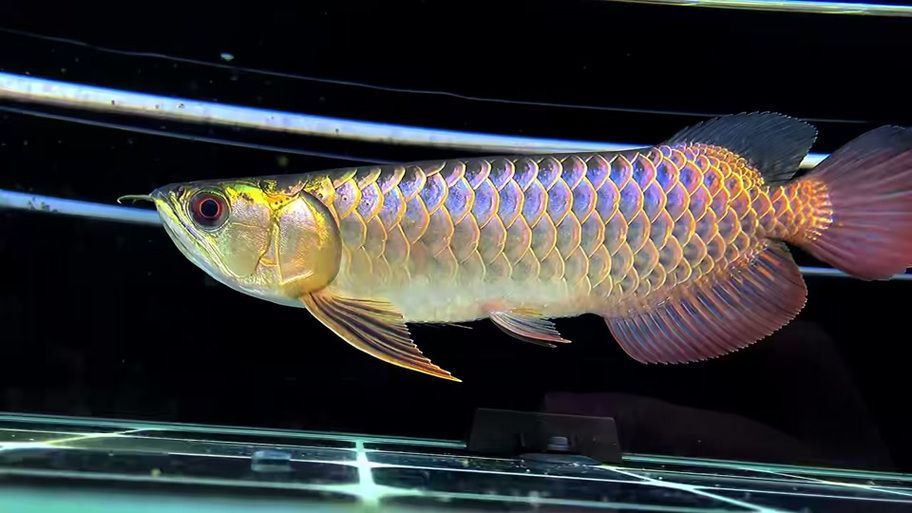 能否提供新加坡龍魚的圖片對比，如何區(qū)分新加坡金龍和紅龍？