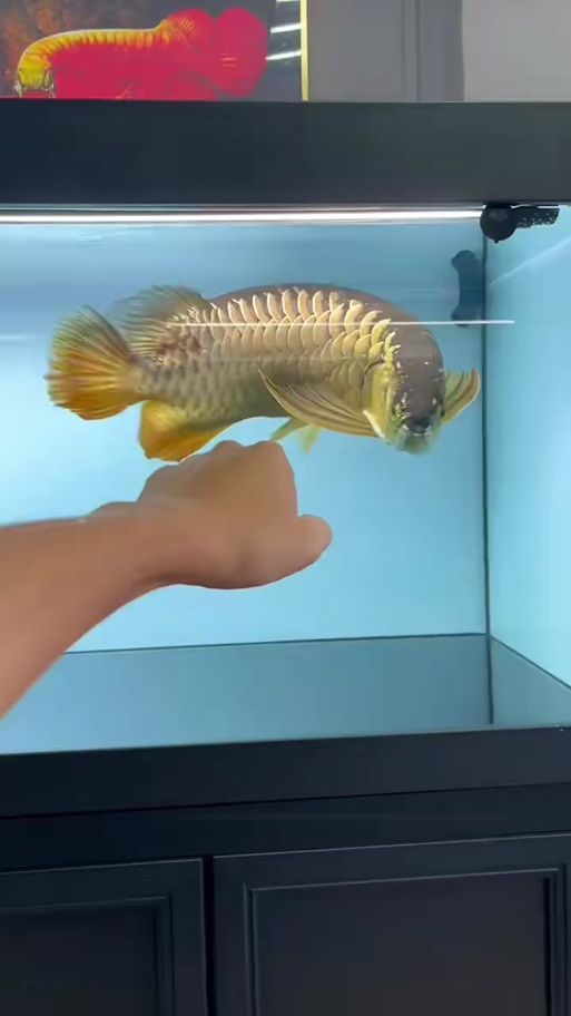 能否提供新加坡龍魚的圖片對比，如何區(qū)分新加坡金龍和紅龍？