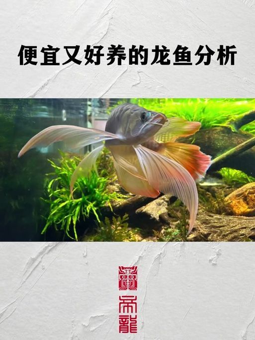 能否提供新加坡龍魚的圖片對比，如何區(qū)分新加坡金龍和紅龍？