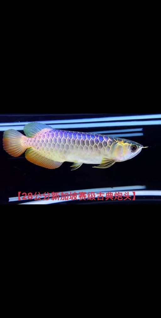 能否提供新加坡龍魚的圖片對比，如何區(qū)分新加坡金龍和紅龍？