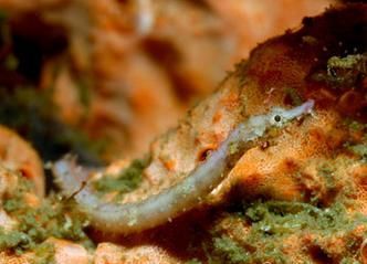 海龍魚有哪些品種？，海龍魚海龍魚品種圖鑒海龍魚品種圖鑒海龍魚品種圖鑒