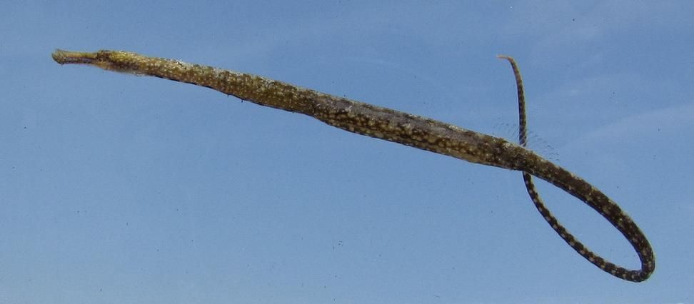 海龍魚有哪些品種？，海龍魚海龍魚品種圖鑒海龍魚品種圖鑒海龍魚品種圖鑒