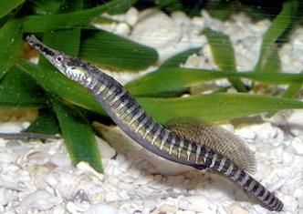 海龍魚有哪些品種？，海龍魚海龍魚品種圖鑒海龍魚品種圖鑒海龍魚品種圖鑒