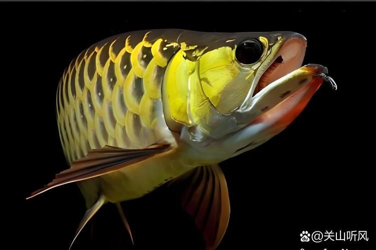 給我一些判斷龍魚(yú)是否友好的圖片，如何判斷一條龍魚(yú)是否友好？