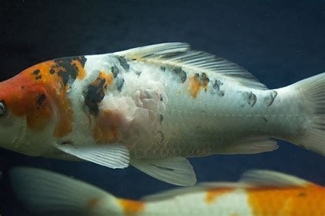 哪些藥物可以有效治療龍魚病？，龍魚病怎么治療