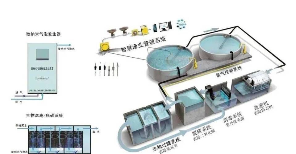 松江龍魚養殖需要哪些技術？，上海松江龍魚養殖技術