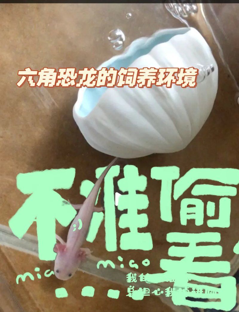 如何改善六角恐龍魚的生存環境，六強恐龍魚的飼養方法