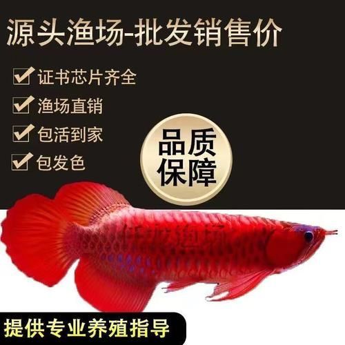 超血紅龍最建議買哪一種，印尼紅龍魚活體魚辣椒紅龍魚活體魚辣椒紅龍金龍魚活體魚辣椒紅龍