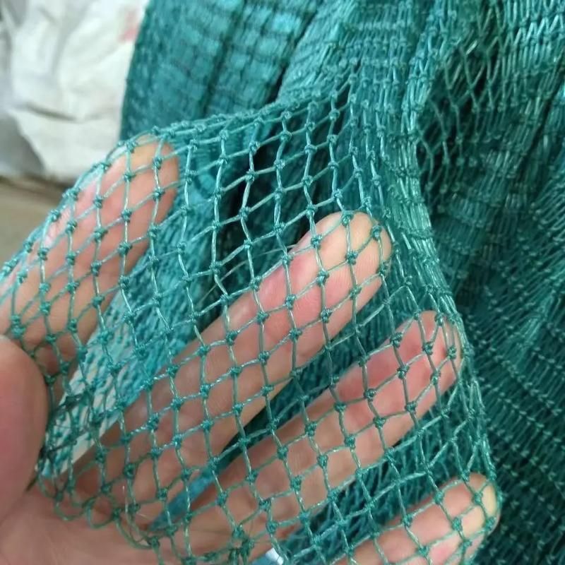 如何保護紅花崗龍魚免受天敵侵害