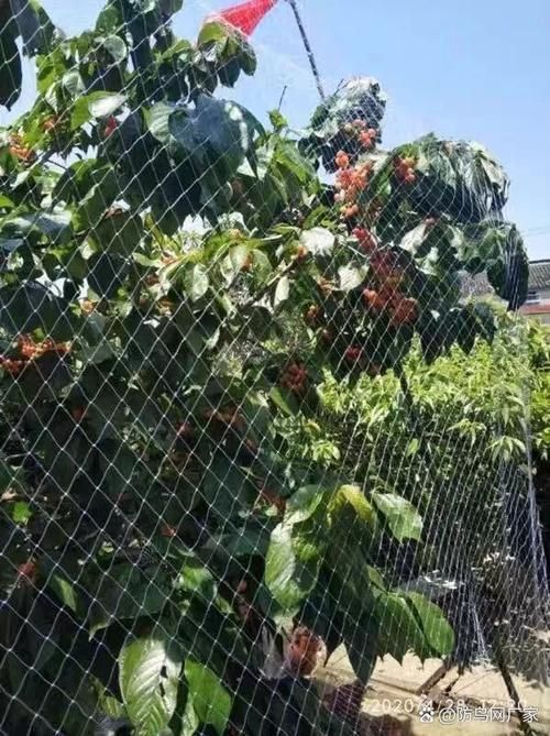 如何保護紅花崗龍魚免受天敵侵害