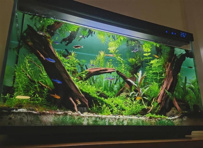 哪個品牌的魚缸口碑最好？，高口碑魚缸品牌選購對比表