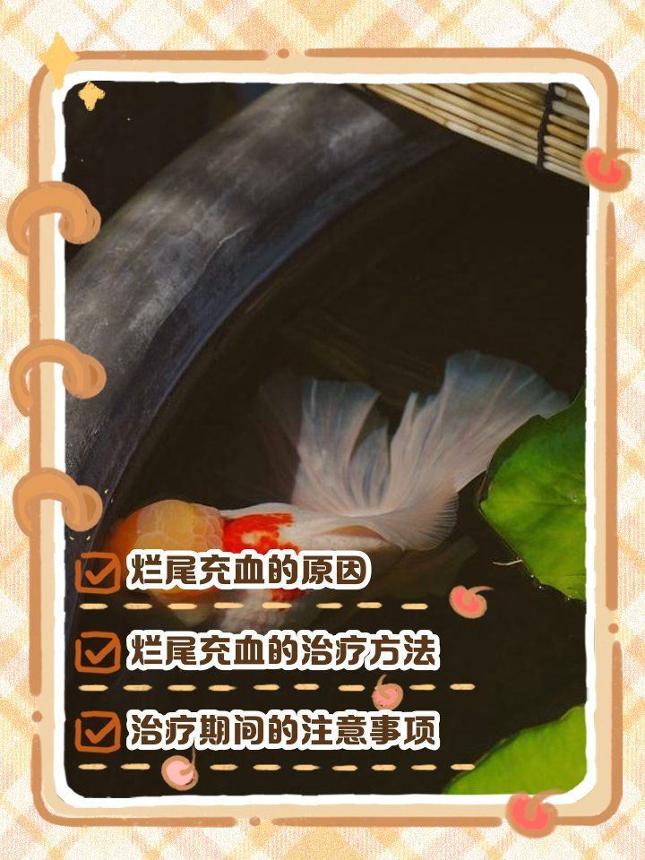 如何判斷金魚爛尾是否好轉(zhuǎn)，金魚尾巴充血爛尾是怎么回事