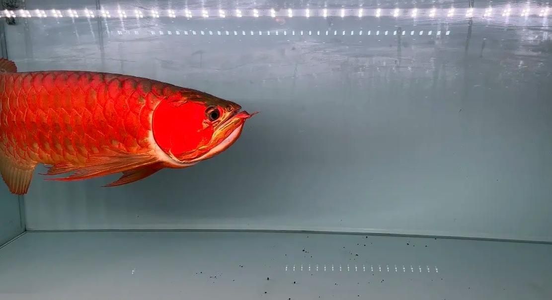 天王紅龍有哪些品種？，天王紅龍養(yǎng)殖指南，掌握發(fā)色關(guān)鍵期管理