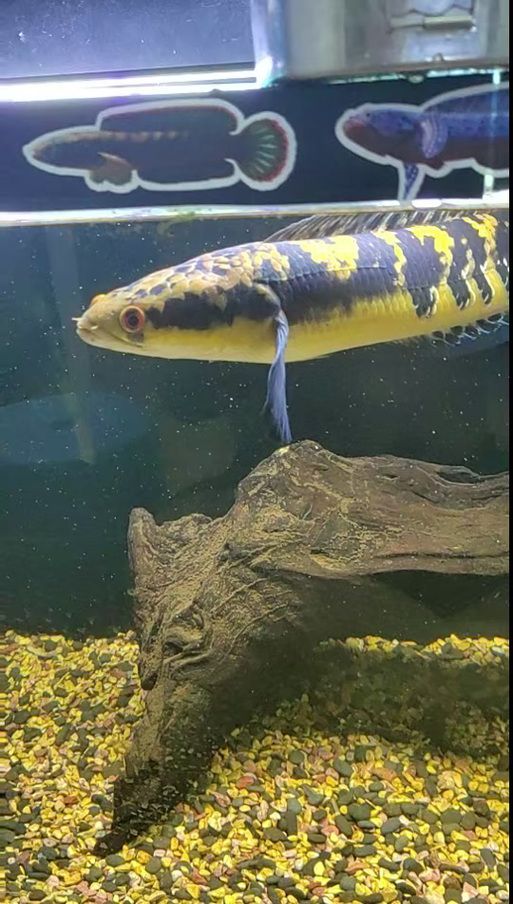 天王紅龍有哪些品種？，天王紅龍養(yǎng)殖指南，掌握發(fā)色關(guān)鍵期管理