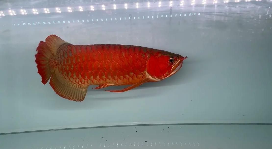 天王紅龍有哪些品種？，天王紅龍養(yǎng)殖指南，掌握發(fā)色關(guān)鍵期管理