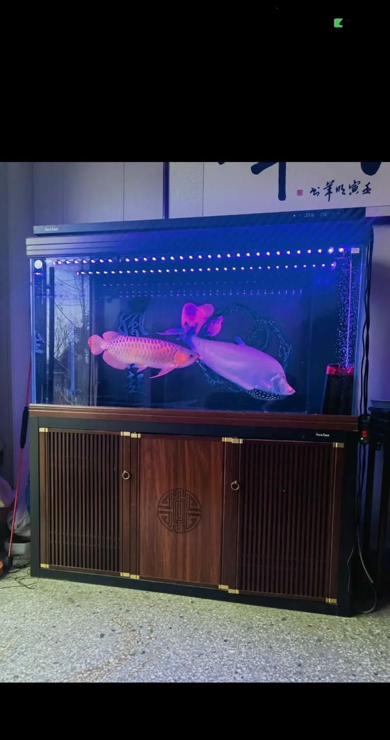 有哪些品牌魚缸適合養紅龍魚？，適合養紅龍魚的優質魚缸品牌