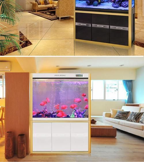 有哪些品牌魚缸適合養紅龍魚？，適合養紅龍魚的優質魚缸品牌