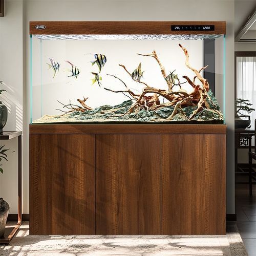 有哪些品牌魚缸適合養紅龍魚？，適合養紅龍魚的優質魚缸品牌