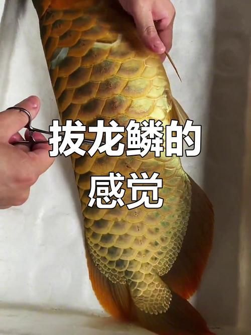 龍魚溶鱗中期和后期的癥狀圖片，龍魚溶鱗中期和后期癥狀